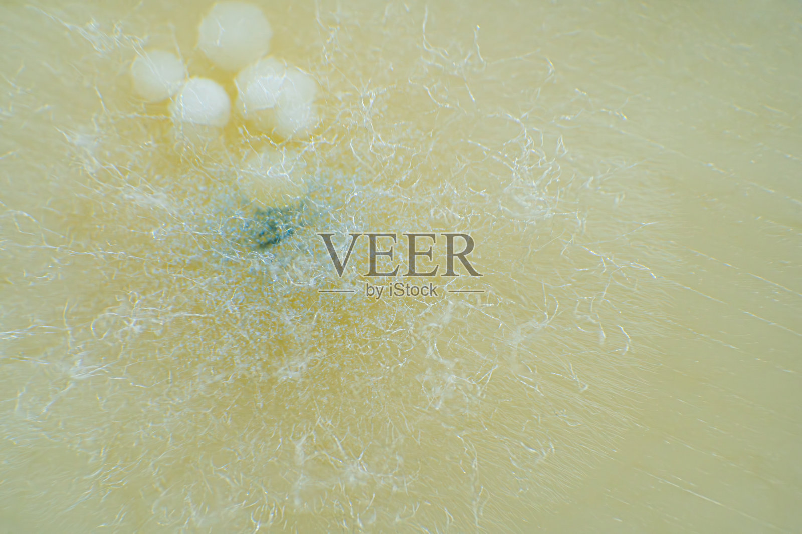 奶酪上生长的霉菌特写镜头 - 细致的纹理和真菌图案照片摄影图片