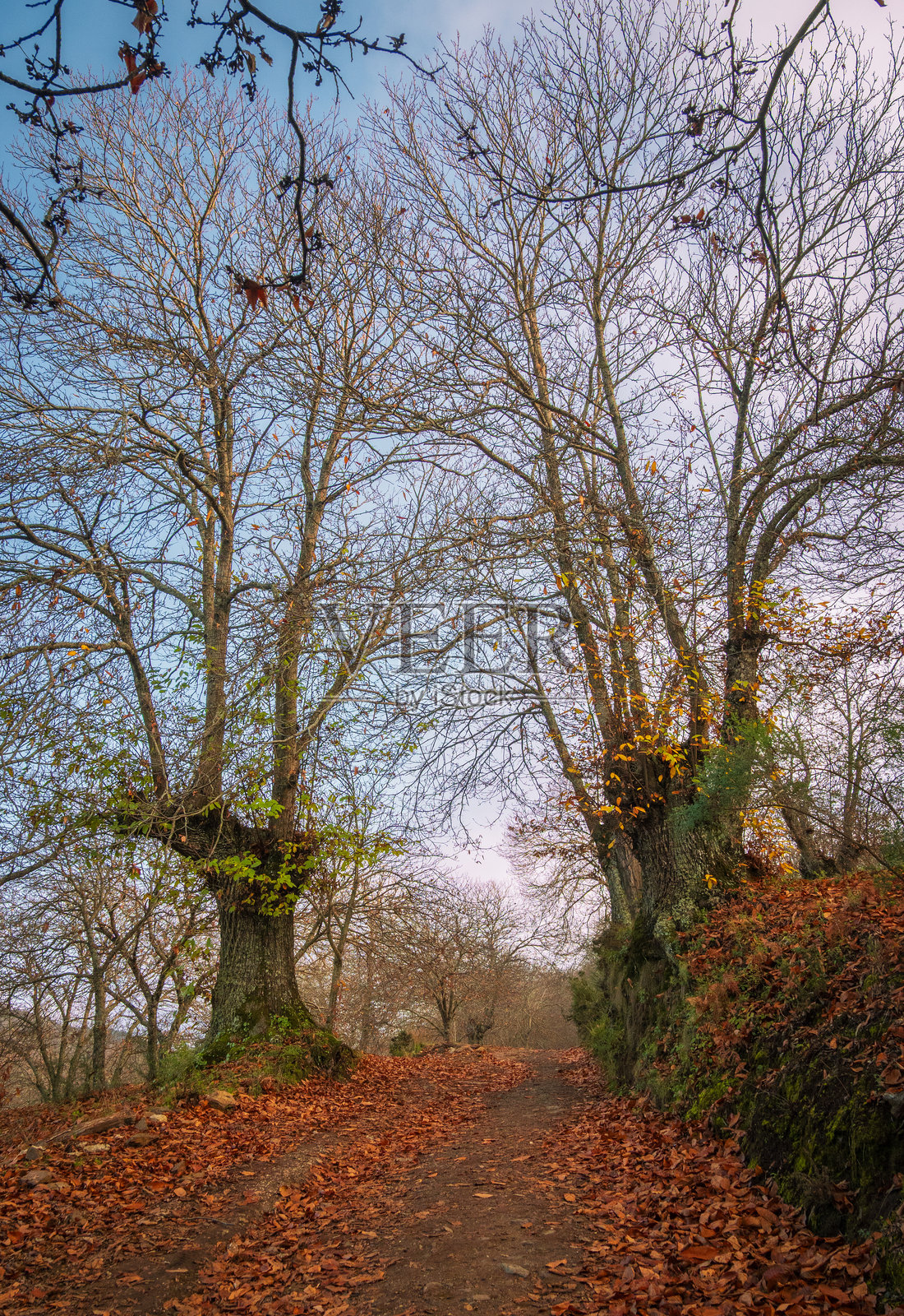 马拉加省的普赫拉镇秋天的栗树。照片摄影图片