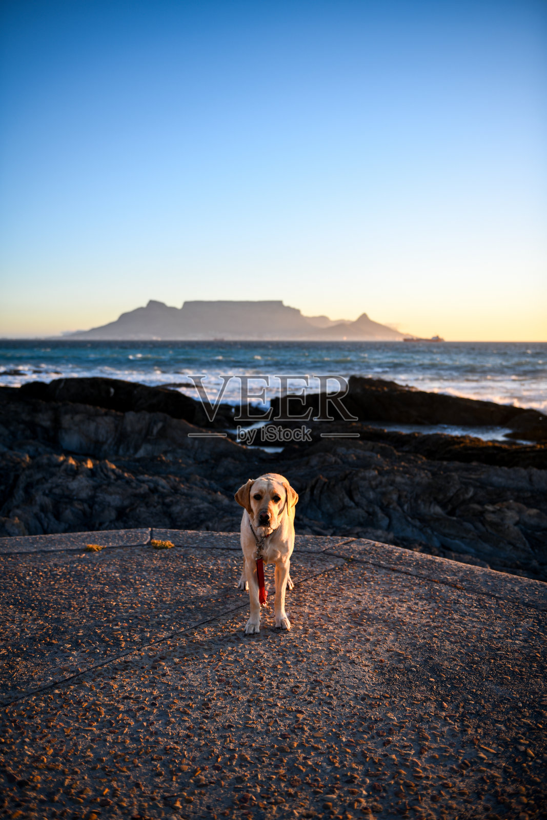 开普敦南非的拉布拉多寻回犬与桌山照片摄影图片
