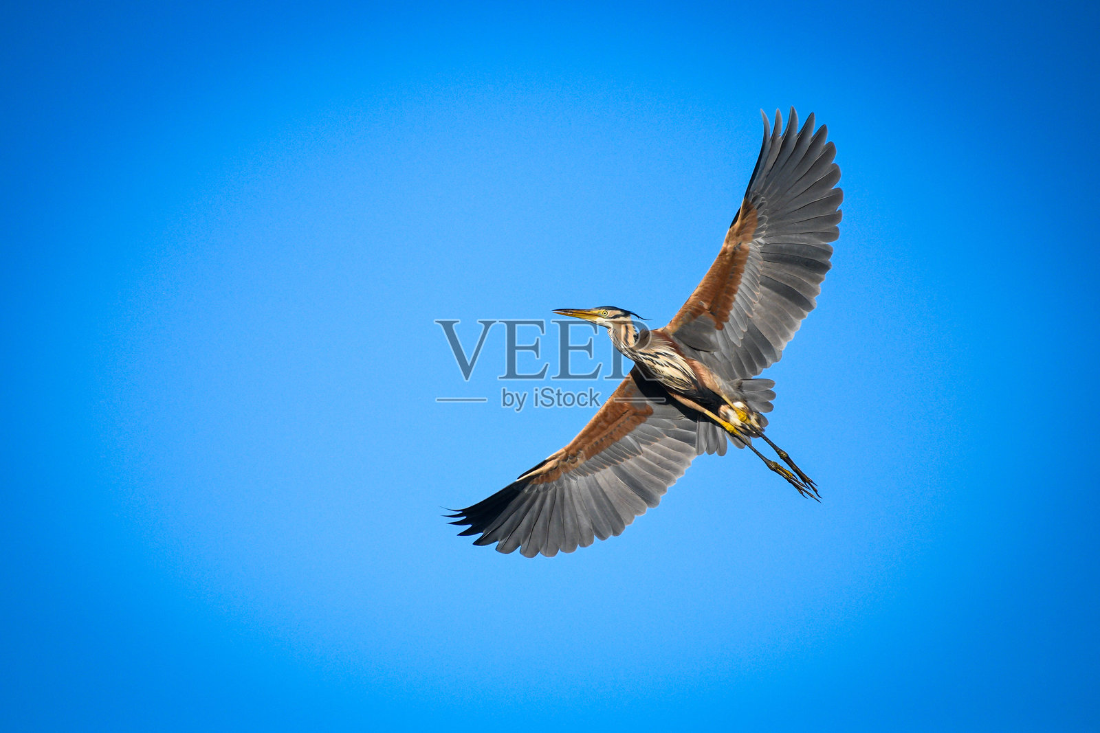 紫鹭 (Ardea purpurea)照片摄影图片