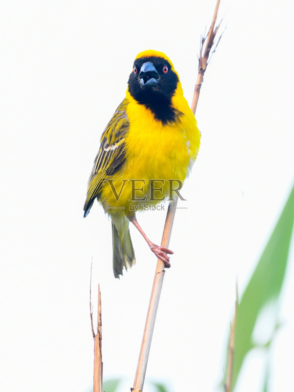 南方假织鸟 (Ploceus velatus)照片摄影图片