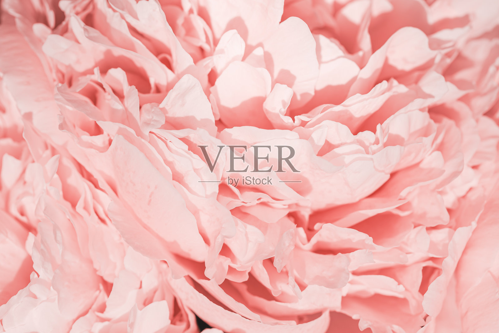 玫瑰色花朵牡丹花瓣，特写宏观自然背景。美丽的假日绽放背景。粉白色花朵俯视图，花卉桌面壁纸，柔和色调的静物，阳光明媚。照片摄影图片