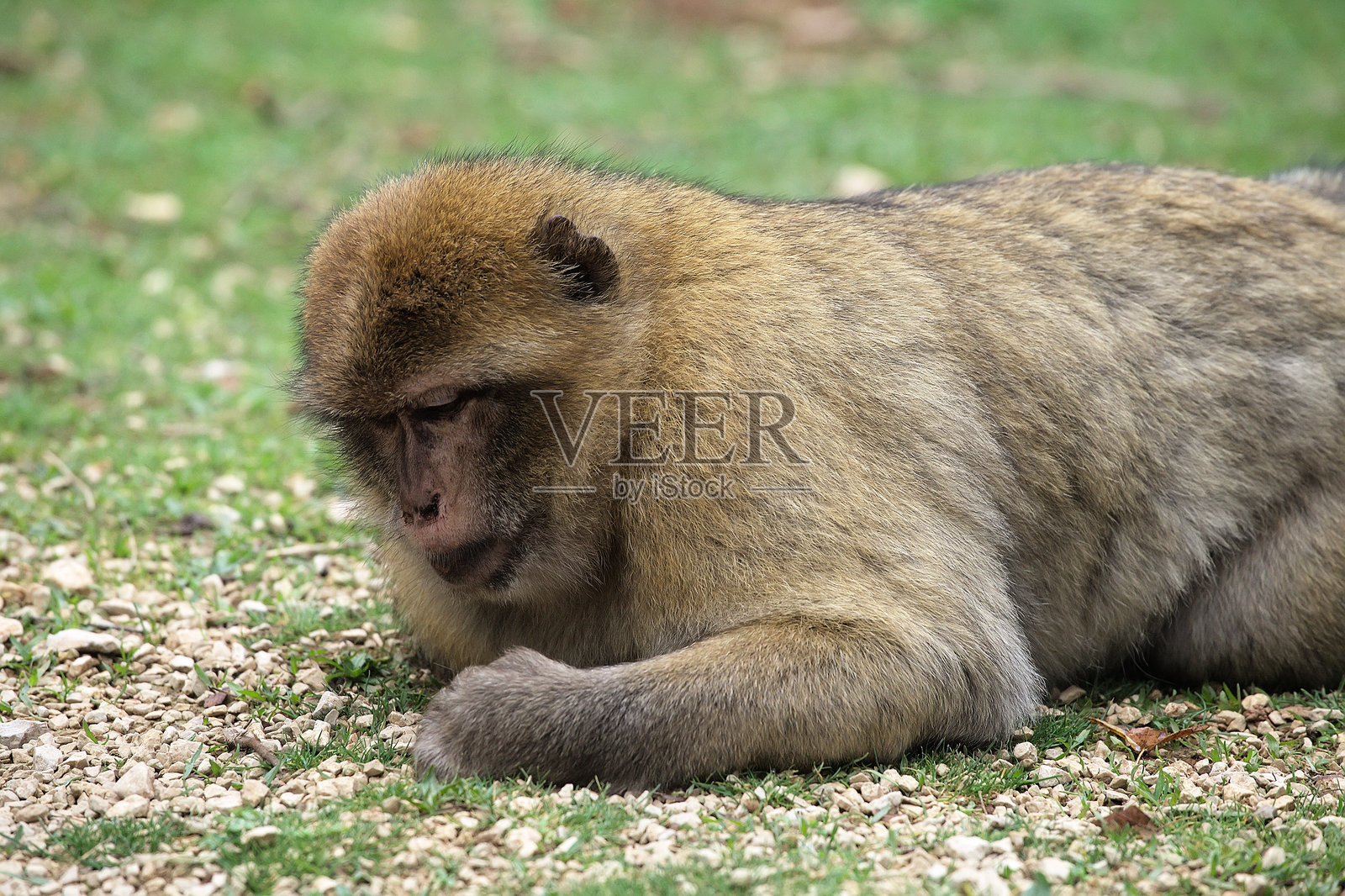 巴巴里猕猴在法国猴子森林公园的地面上休息照片摄影图片