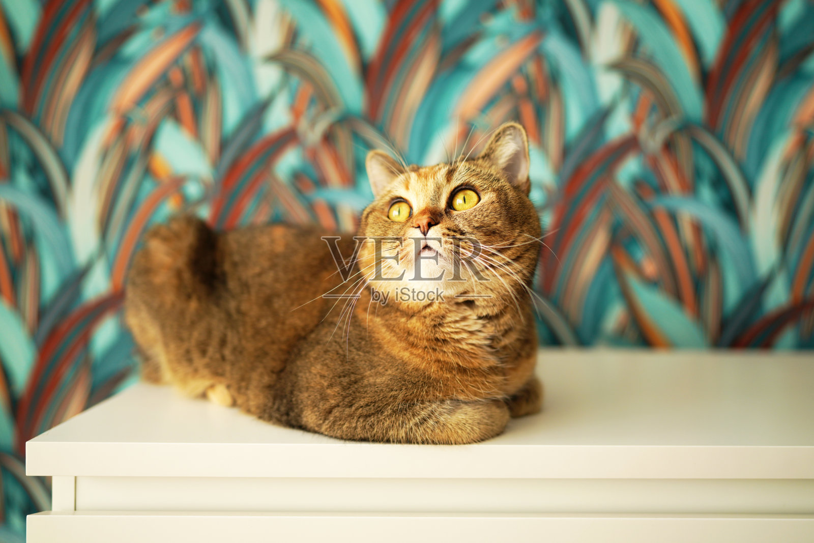 猫坐在公寓房间的桌子上，俯视。照片摄影图片