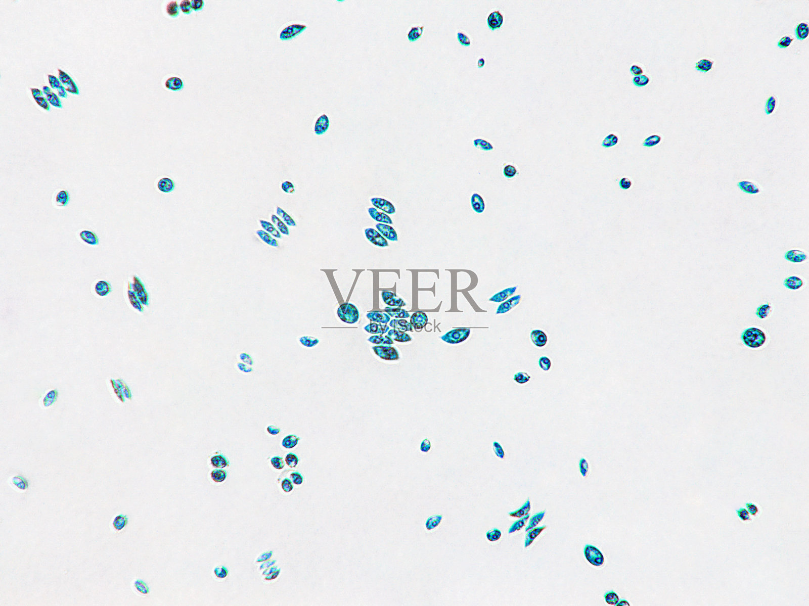 益生菌，乳酸菌。藻类，细菌和微生物。微观益生菌，细菌群落照片摄影图片