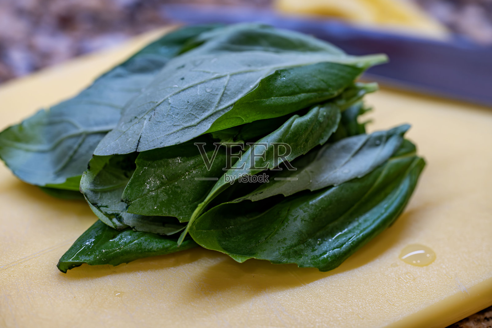 罗勒叶照片摄影图片