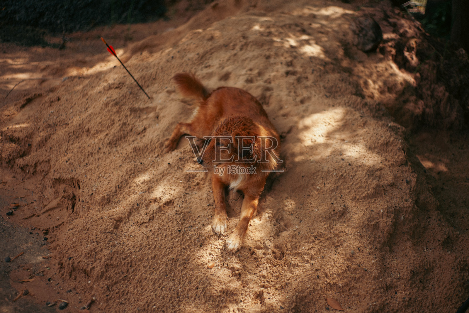 母狗照片摄影图片