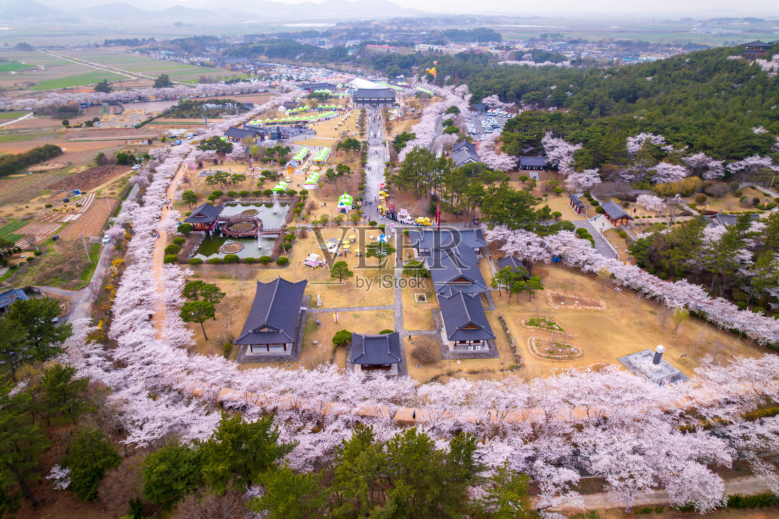 全南道永康郡王仁医生历史遗址的王仁文化节与樱花照片摄影图片