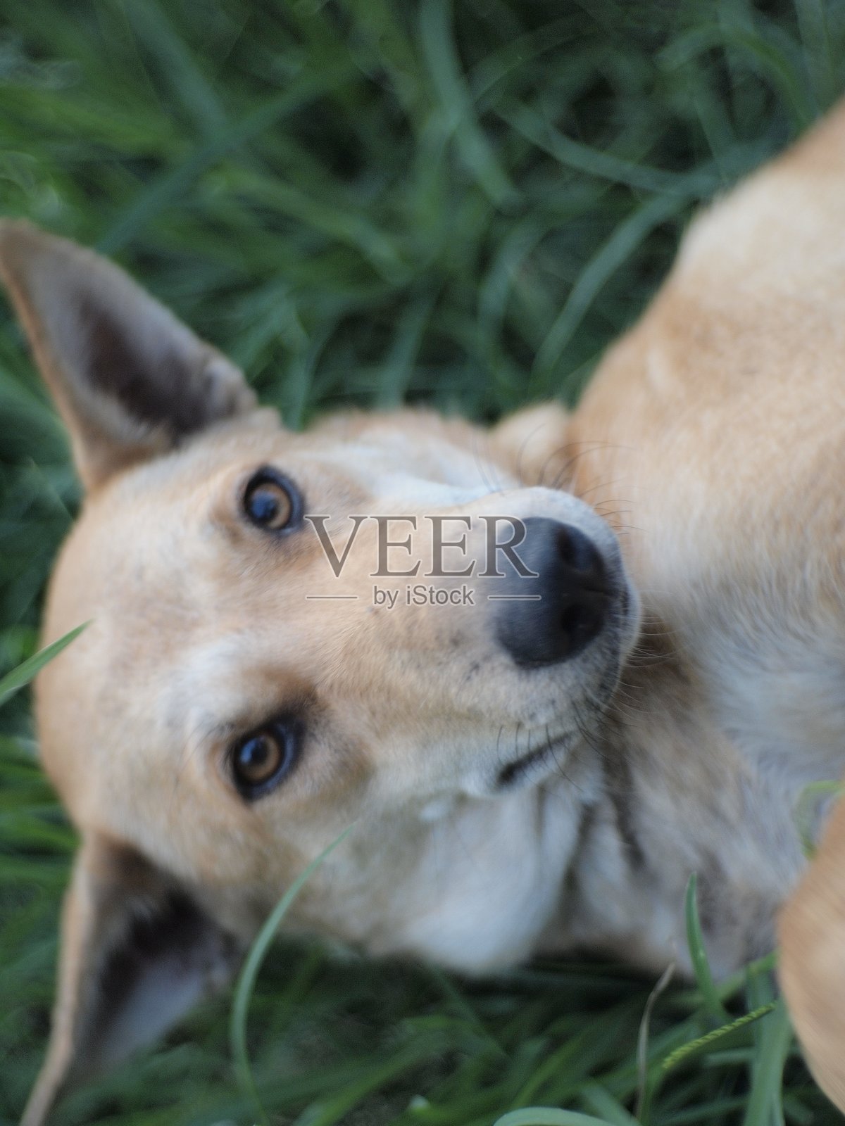 可爱的亚洲狗照片摄影图片