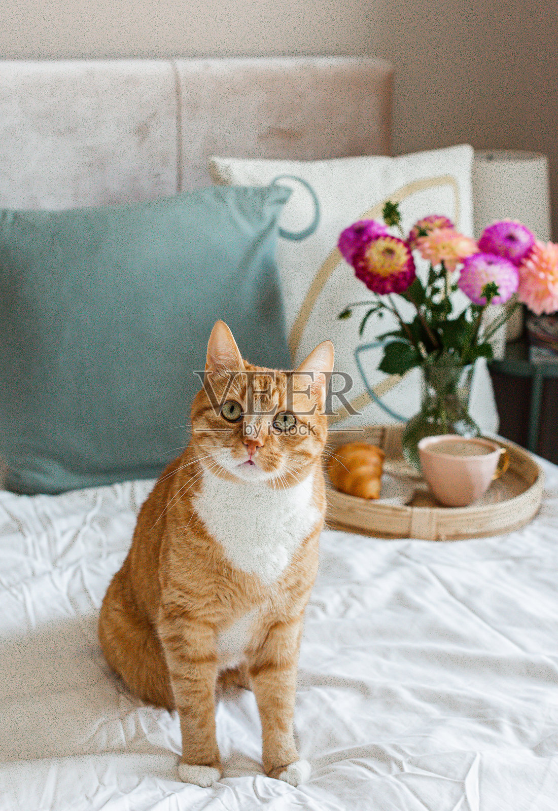 卡布奇诺咖啡杯、姜黄色猫咪、白色毛毯、郁金香、早晨概念照片摄影图片