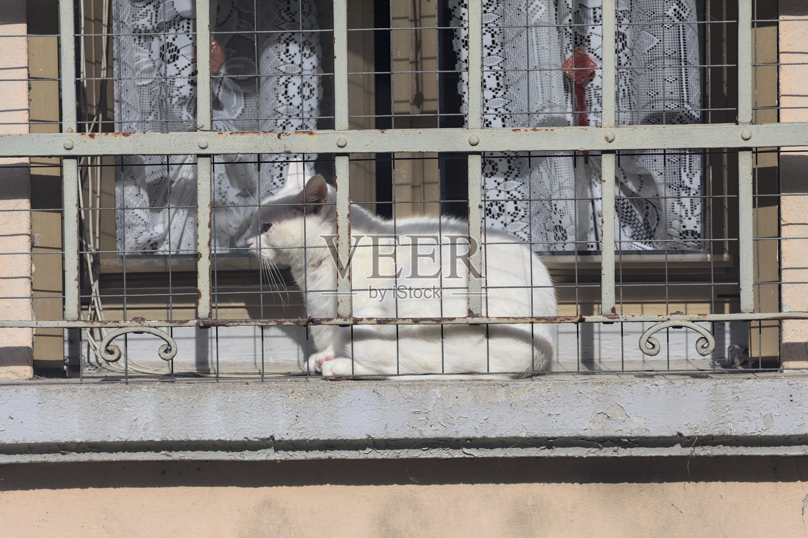 白猫和窗户照片摄影图片