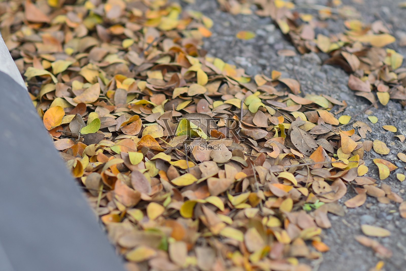 雨树（Samanea saman）的树干、叶子、树枝和干叶照片摄影图片