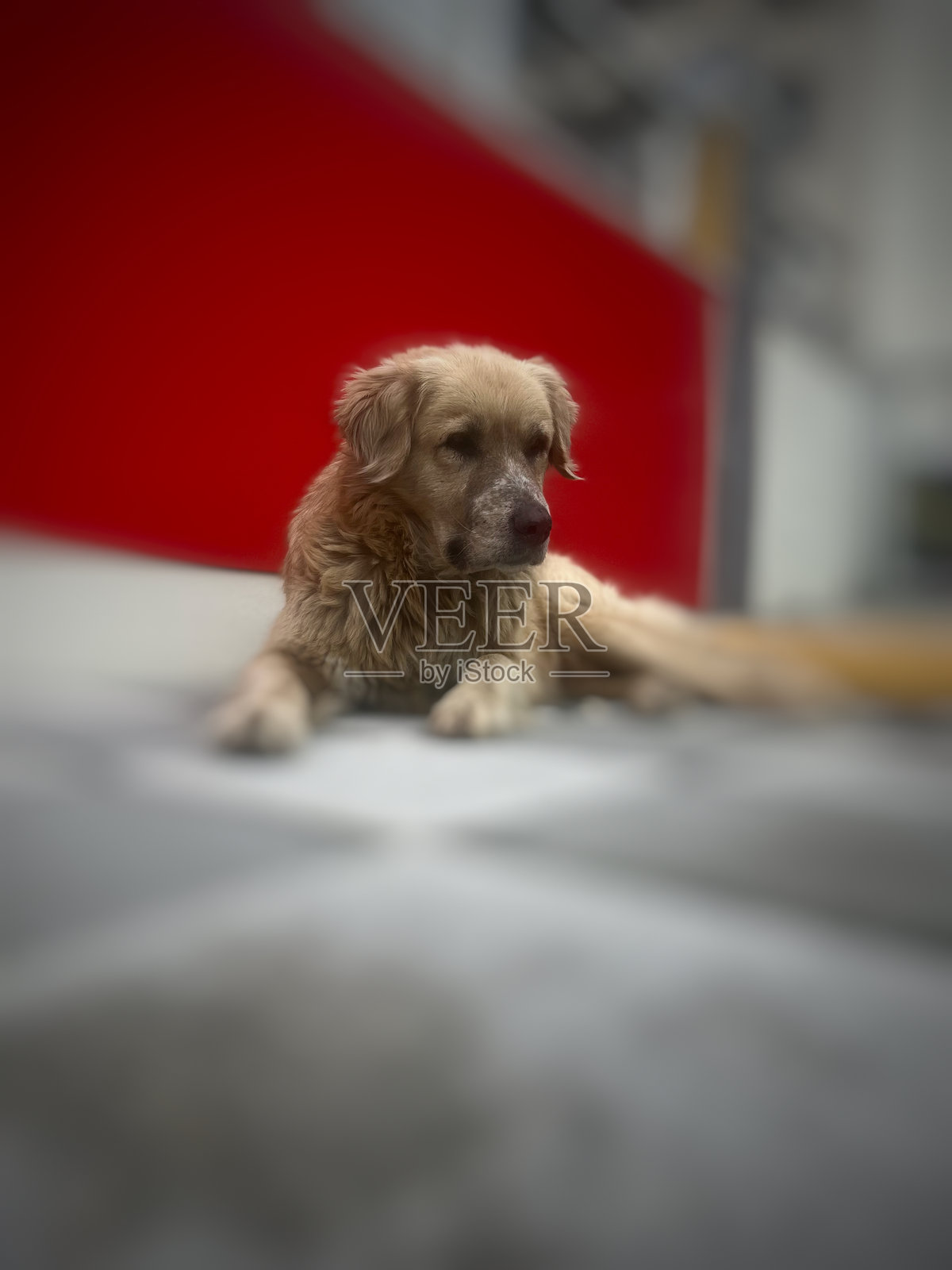 景深照片摄影图片