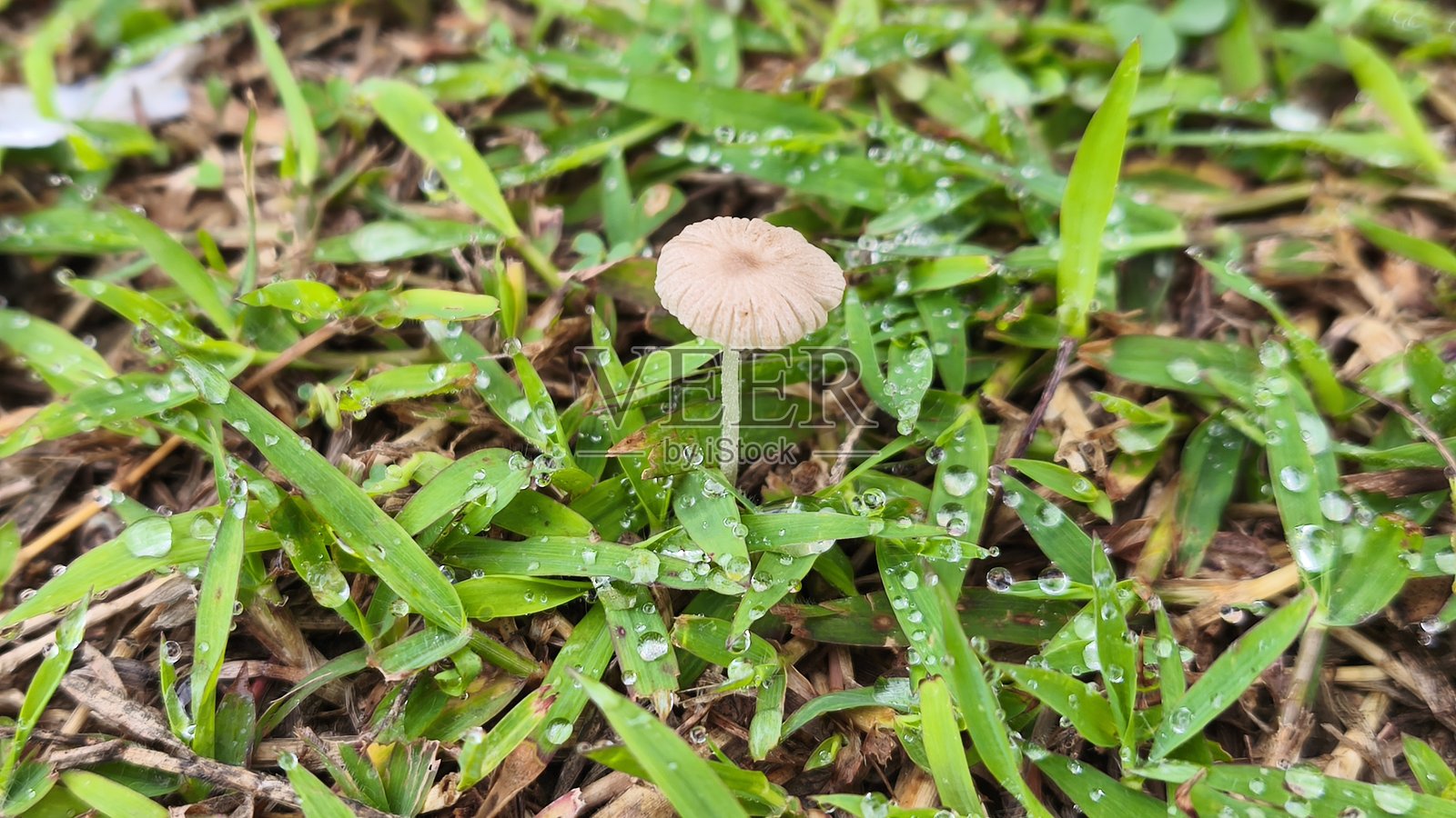 槟榔树干和栖息在叶子上的蚱蜢照片摄影图片