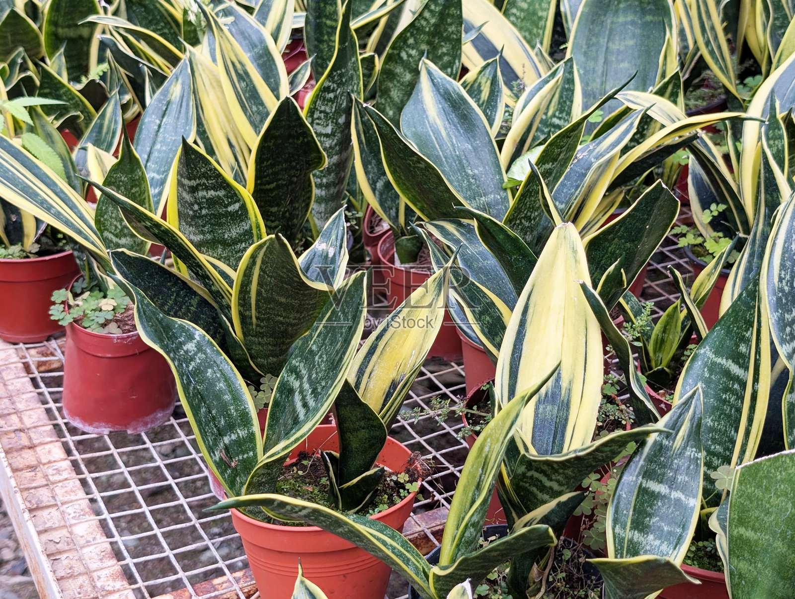 花卉和植物。虎尾兰（Sansevieria trifasciata variegata）或蛇尾兰在花盆中照片摄影图片