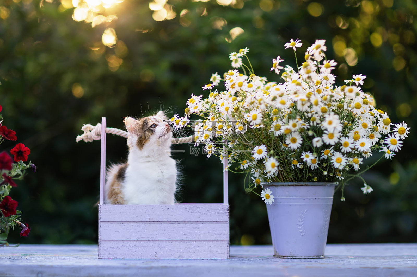 可爱毛茸茸的小猫坐在夏季花园里，嗅着一束雏菊。照片摄影图片