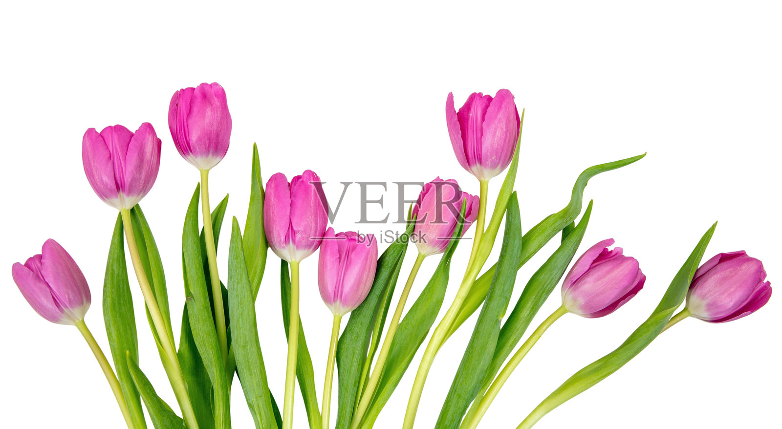 白色背景上的郁金香花，粉色新鲜花束，俯视图。母亲节礼物。春天，妇女节。照片摄影图片