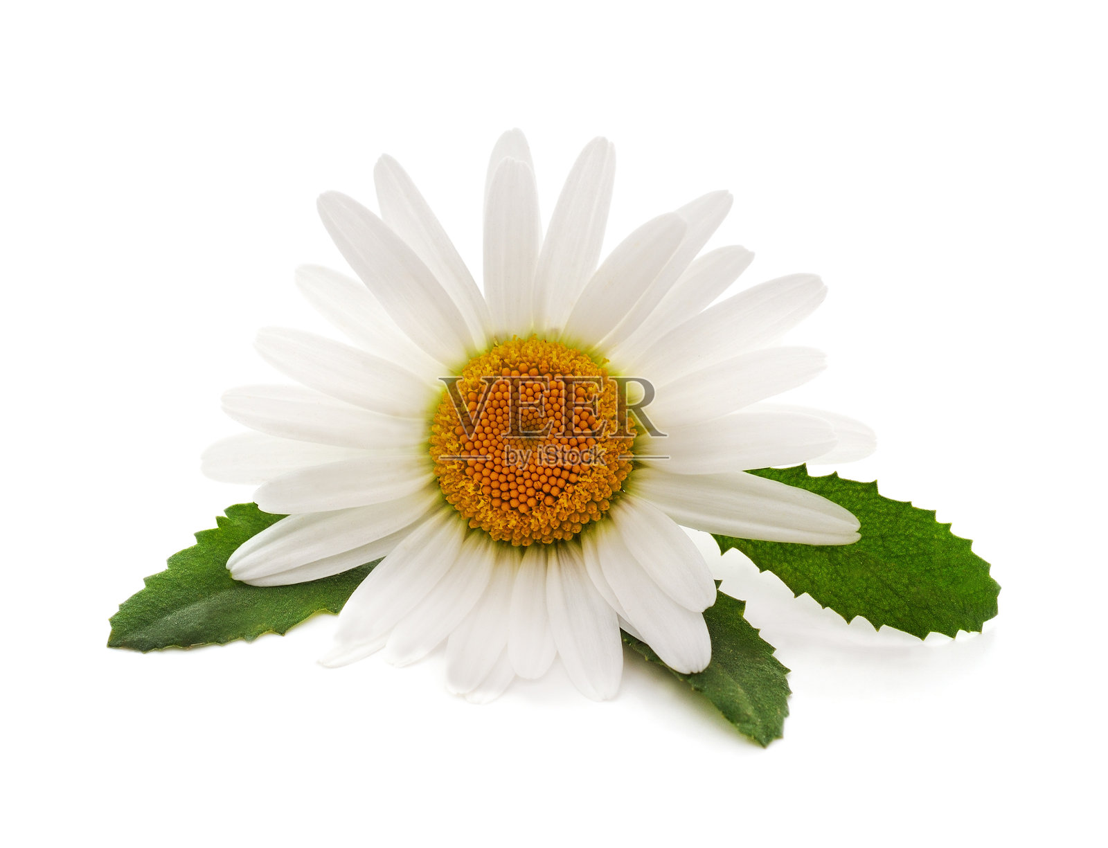 一朵白色的洋甘菊。照片摄影图片