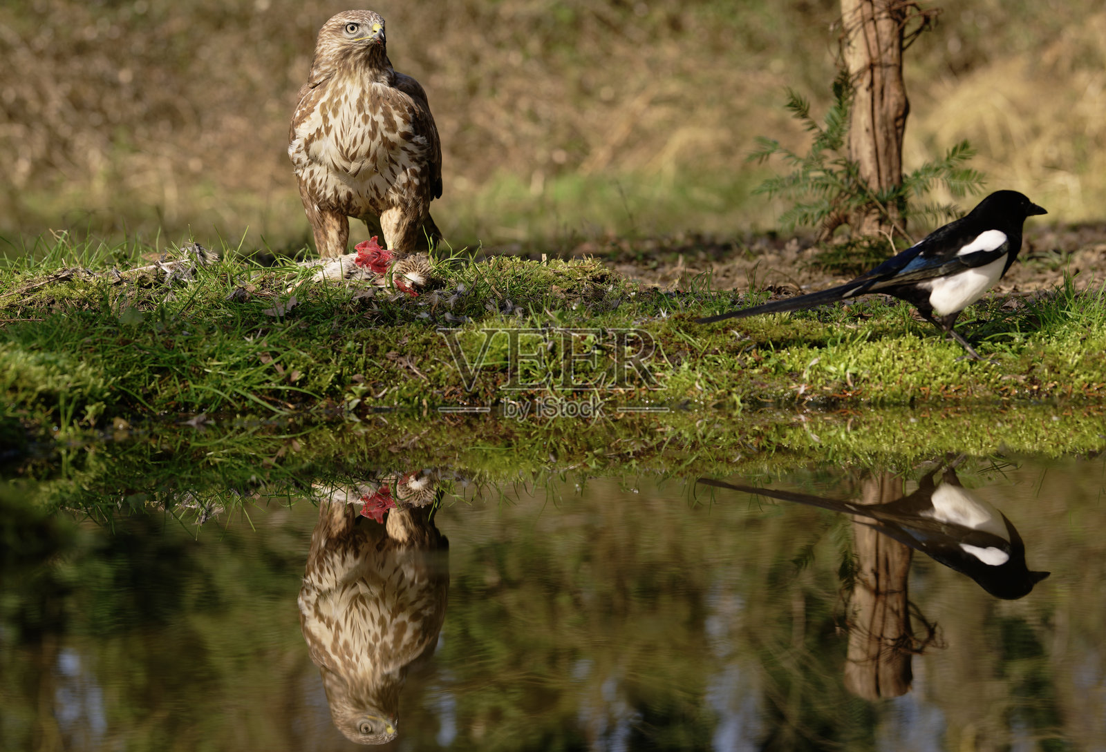 欧亚苍鹰与猎物和欧洲喜鹊照片摄影图片