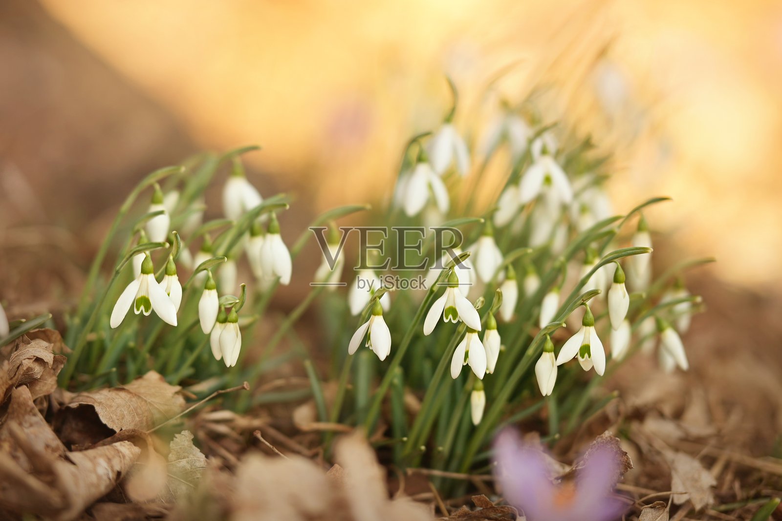 春天盛开的雪铃花，花园中盛开的春雪花照片摄影图片