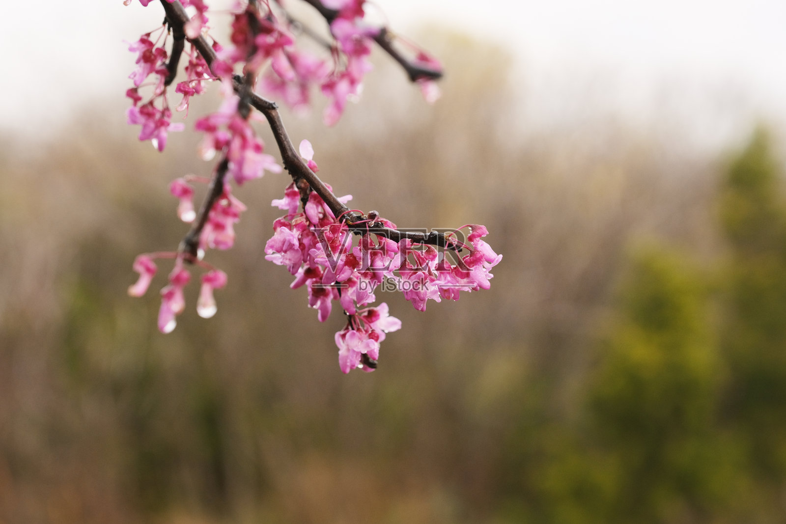 红花楸树春季绽放的花朵照片摄影图片