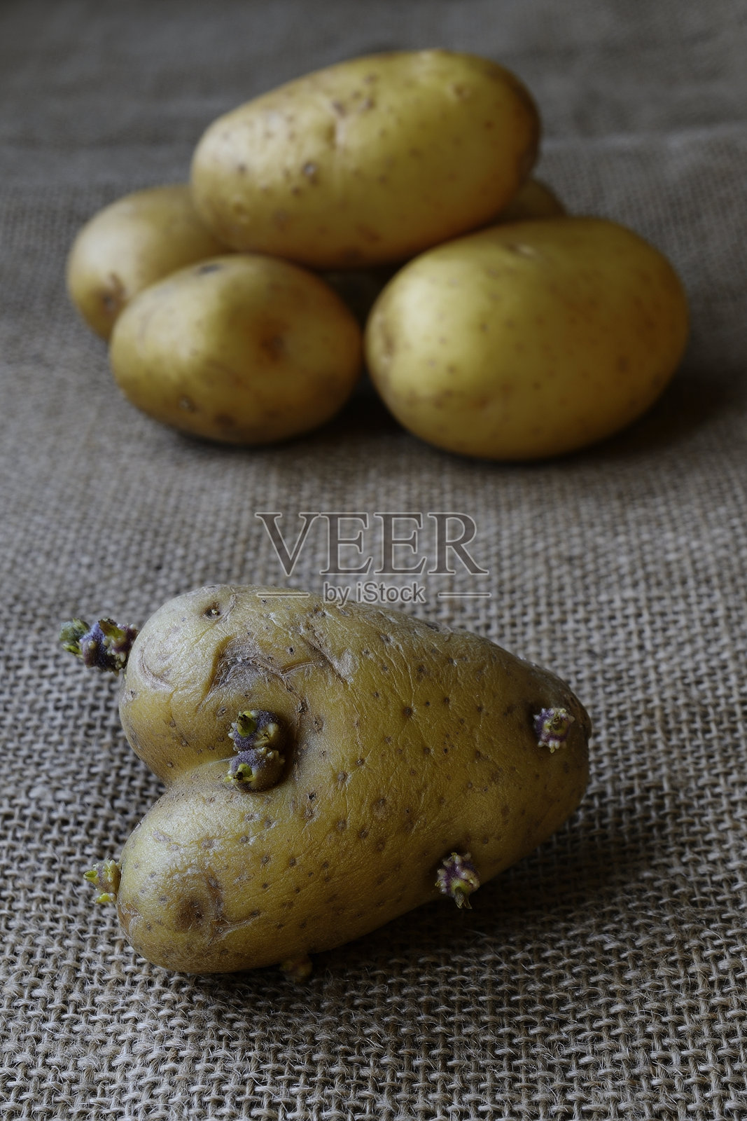 一颗独特的心形土豆，上面有明显的芽，静静地放在粗糙的麻布表面上，形成了一个迷人而自然的构图。照片摄影图片