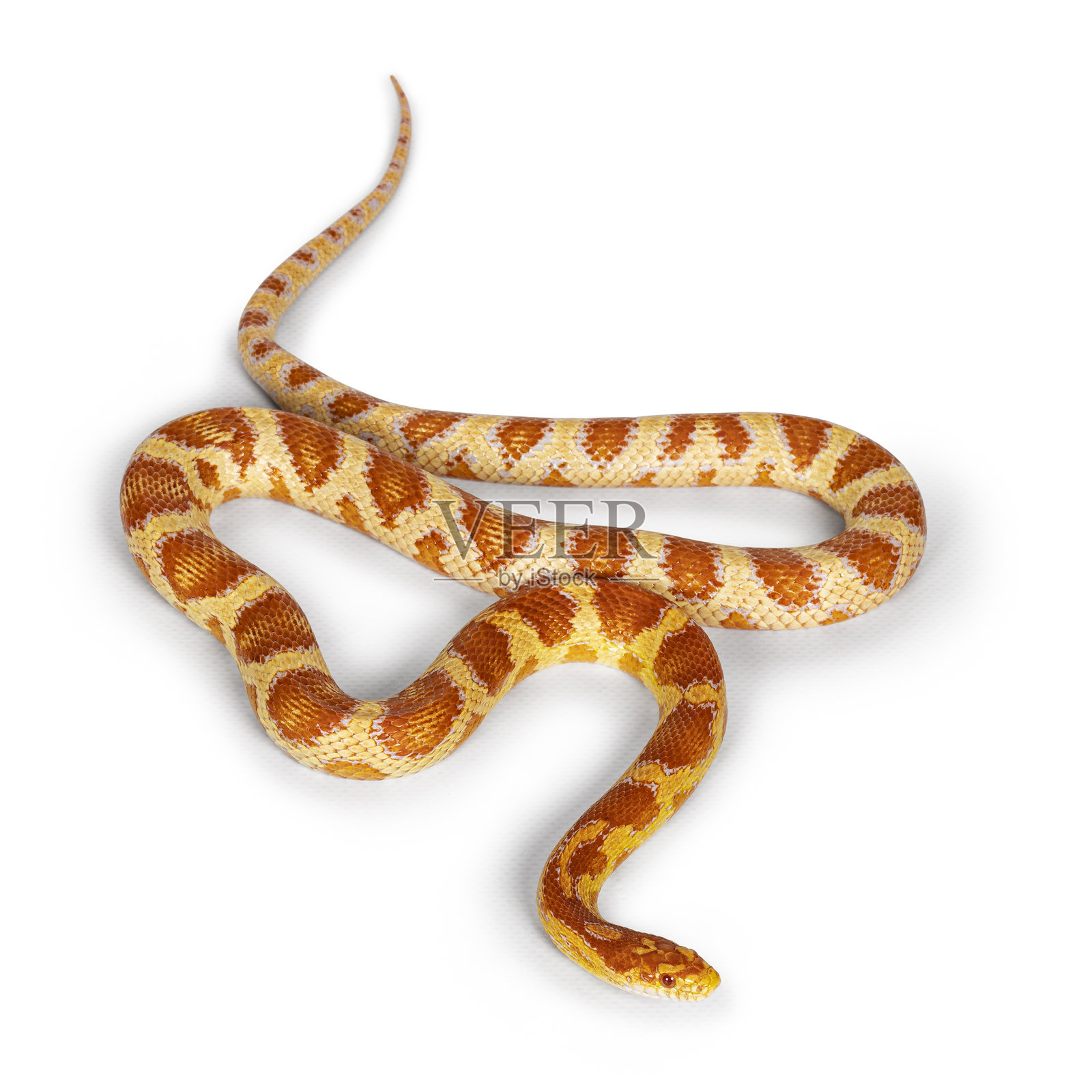 白色背景上的糖果手杖玉米蛇照片摄影图片