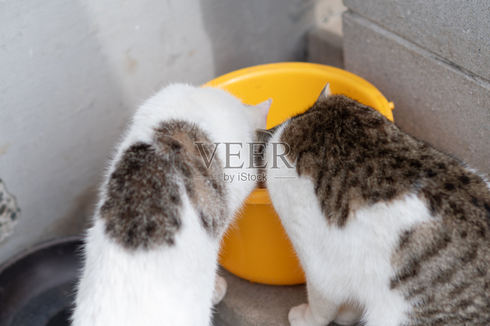 两只流浪猫在桶里喝水照片摄影图片