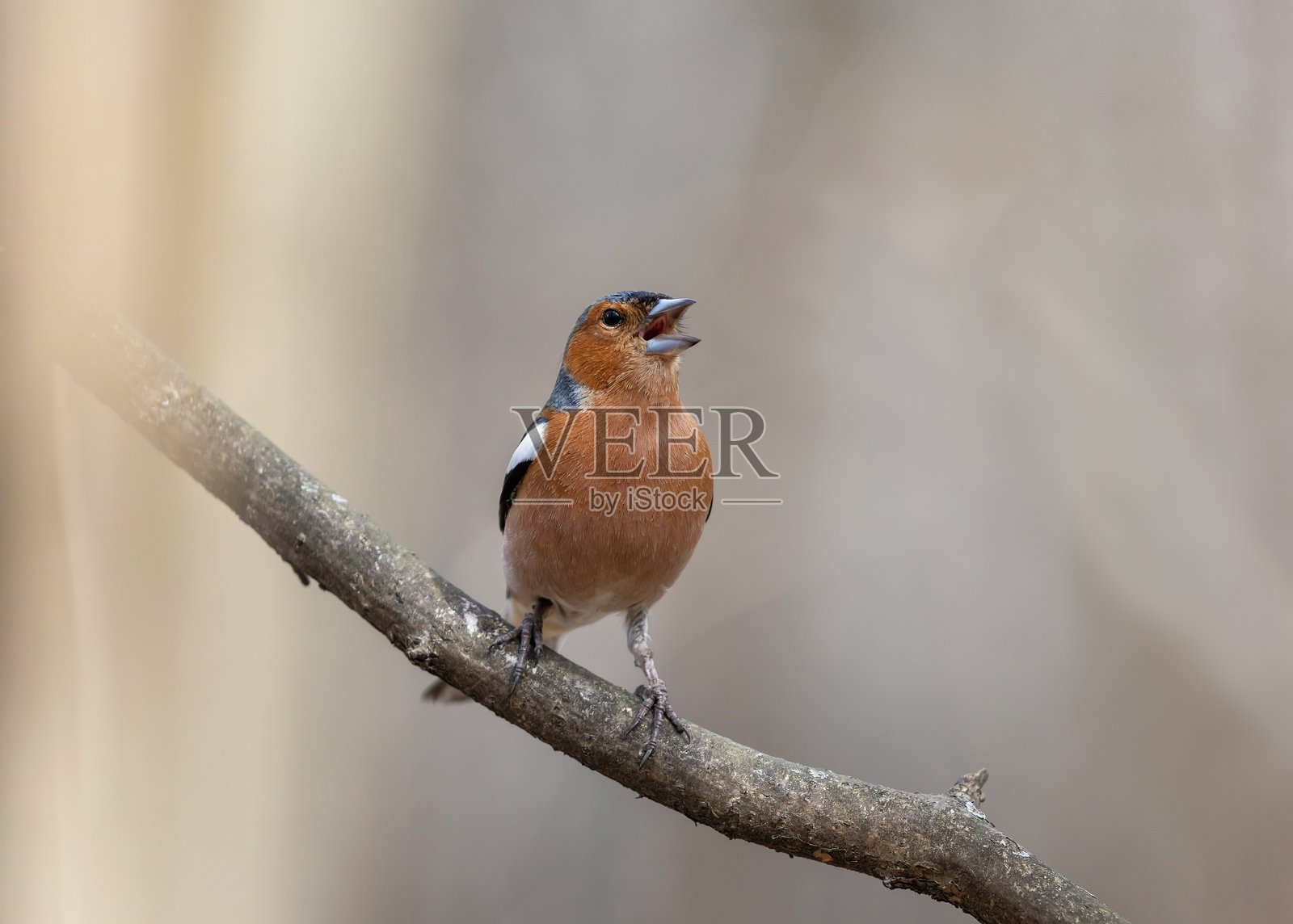 春天的鸟儿，雄性雀雀在阳光明媚的公园里唱歌，栖息在树枝上。照片摄影图片