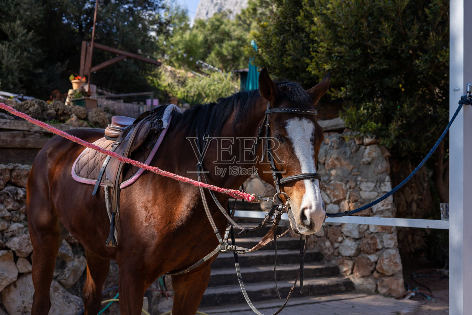 马在风景优美的户外环境中被绑在马厩附近，身上挂着鞍具。照片摄影图片