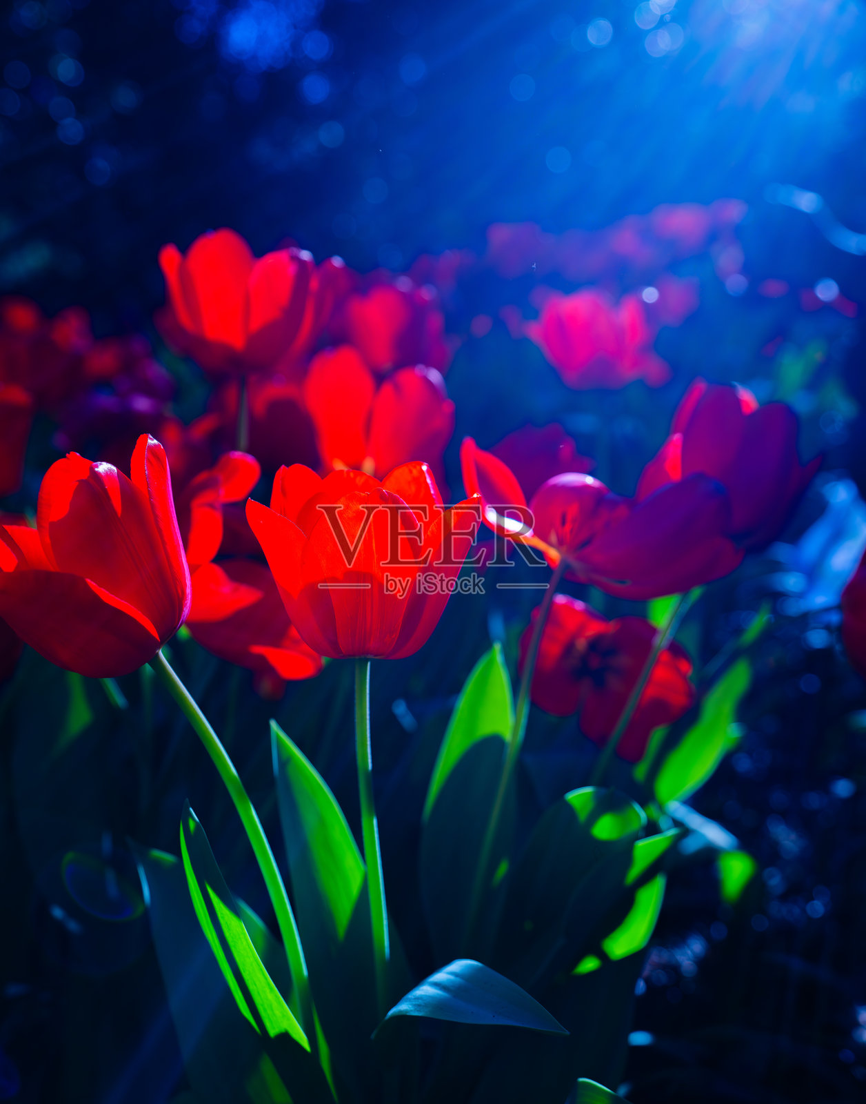 花朵，春天的花朵，蒲公英种子，种子，郁金香，玫瑰，杜鹃花，美丽的花朵，花卉，盛开的花，五彩缤纷的花朵，橙色花朵，红色花朵，粉色花朵，花田照片摄影图片