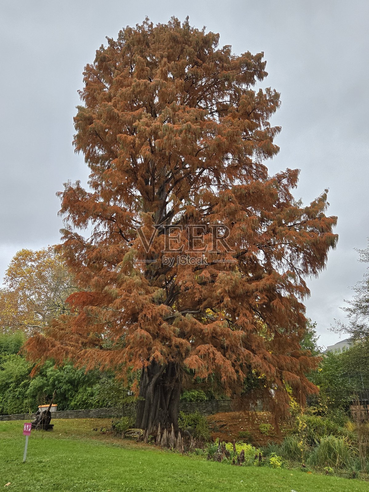 老树照片摄影图片
