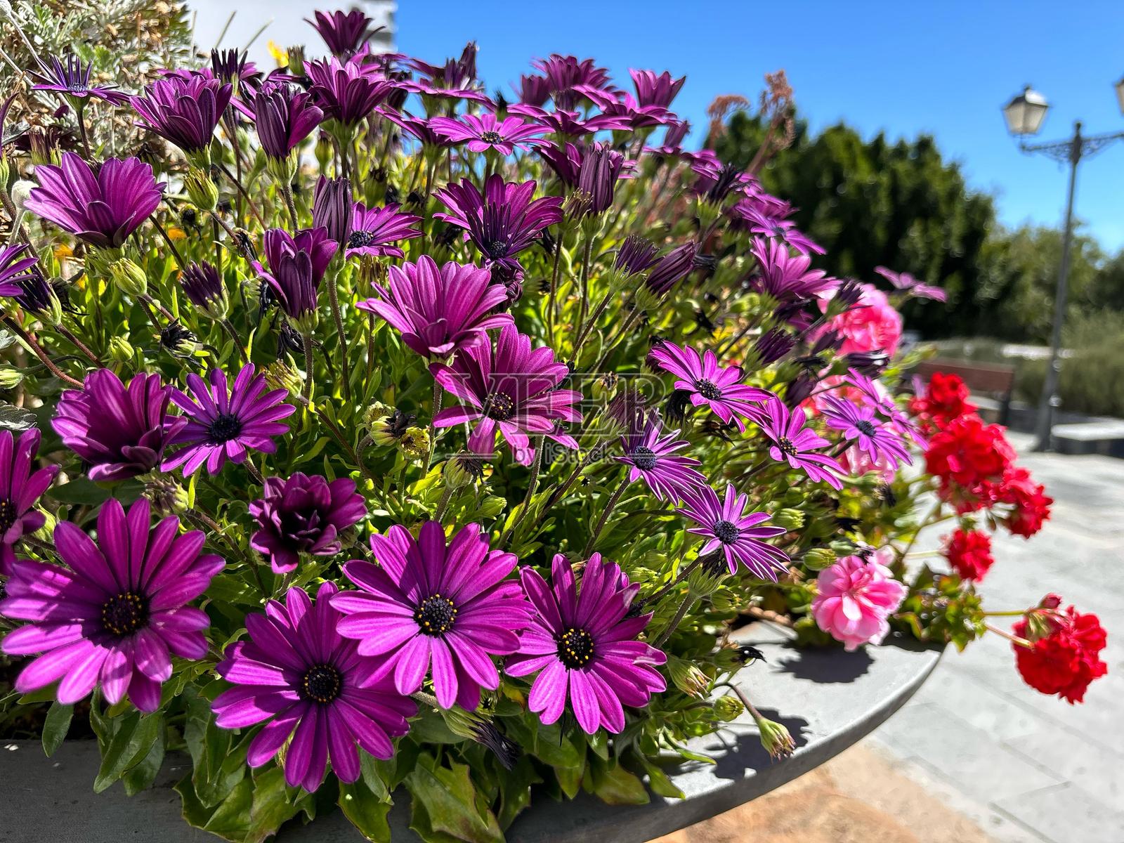 紫色非洲雏菊花朵在蓝天背景下的特写孤立图像照片摄影图片