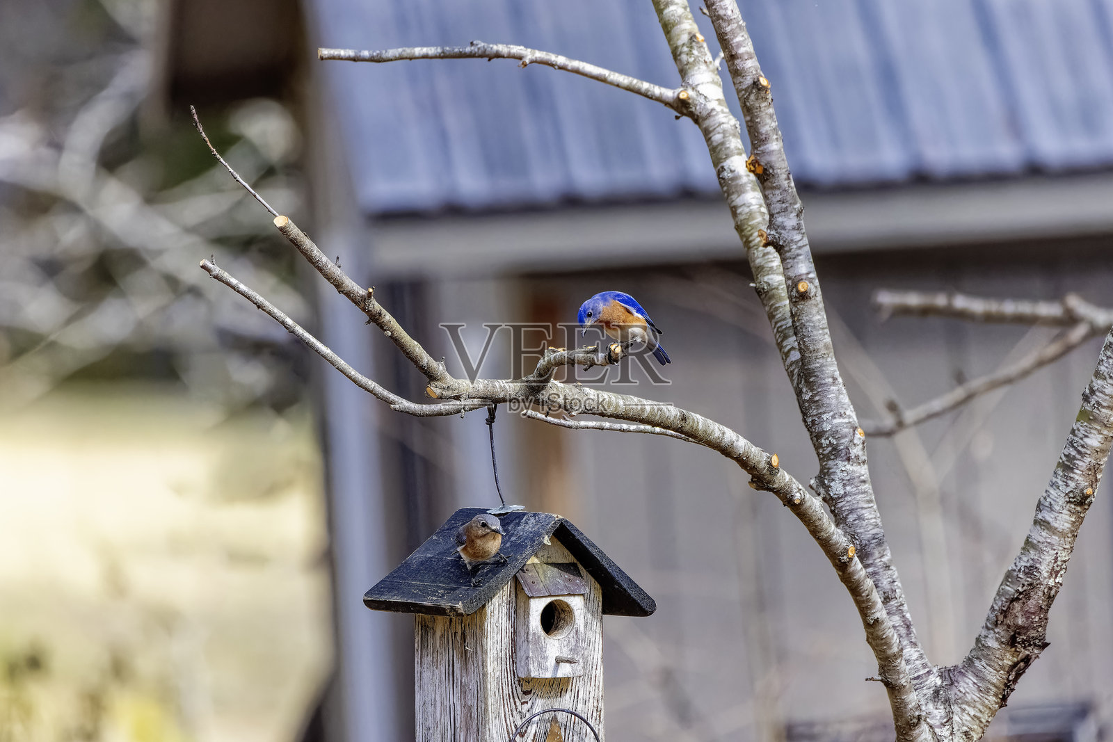 一对东部蓝鸟（Sialia sialis）。照片摄影图片