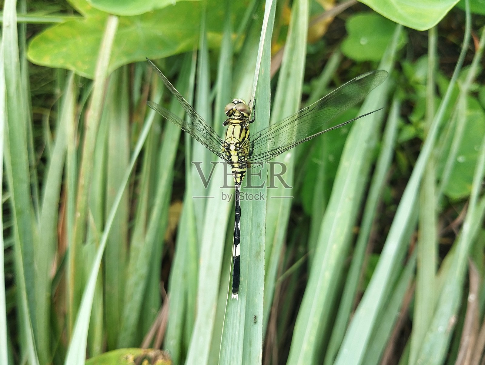 绿叶上的蜻蜓或沙滨蜻蜓照片摄影图片