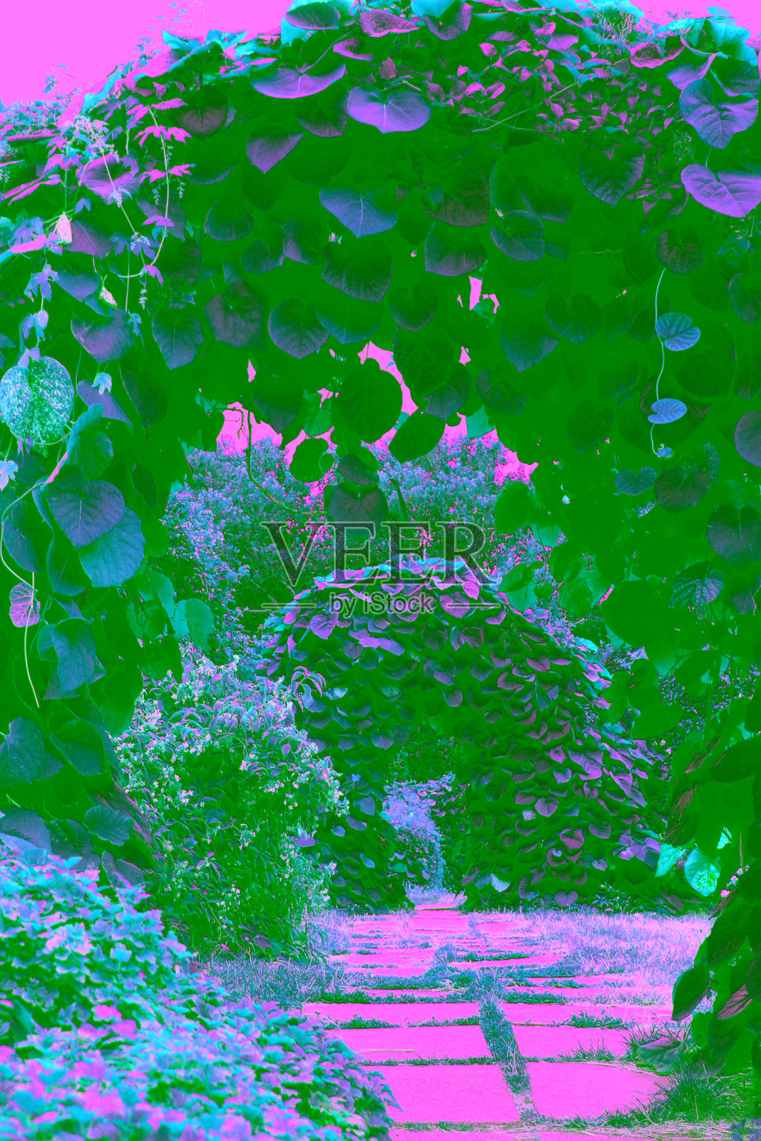 公园的人行道穿过攀爬的观赏植物拱门。照片摄影图片