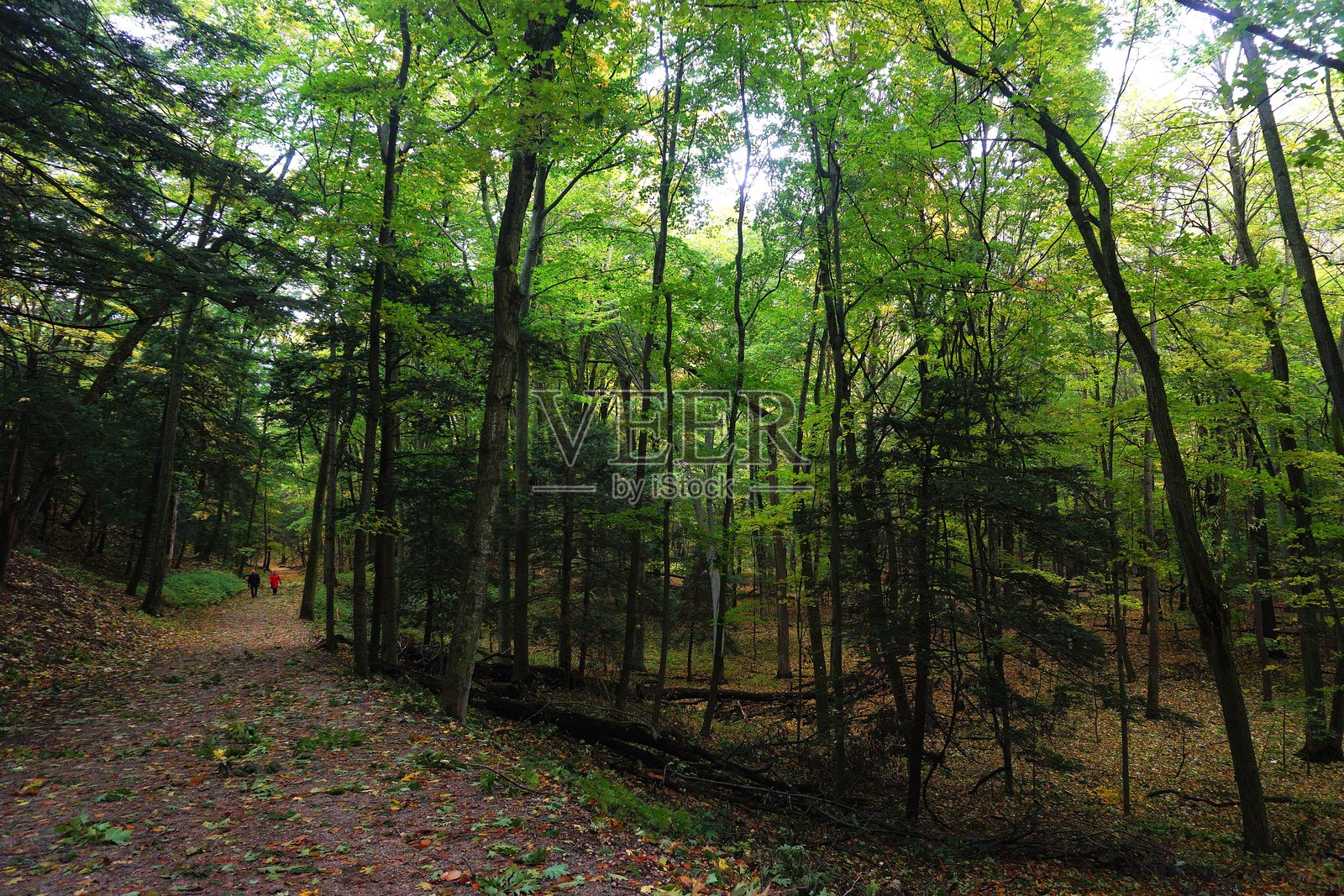 密歇根州索加图克沙丘州立公园。沙丘与森林照片摄影图片