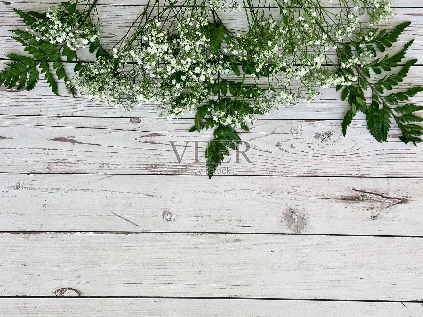 白色木质背景上的绿色植物照片摄影图片
