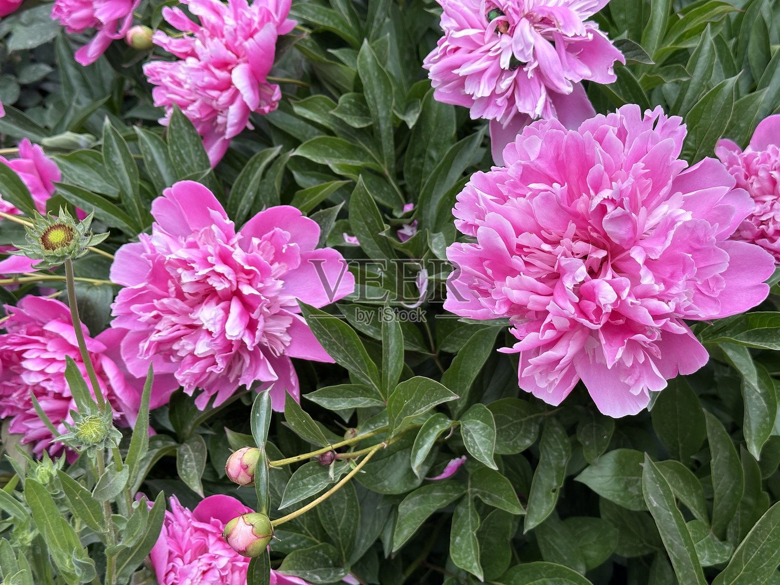 特写新鲜美丽的巨大盛开的牡丹花。农贸市场上的牡丹花束。野生粉色牡丹在夏季盛开。照片摄影图片