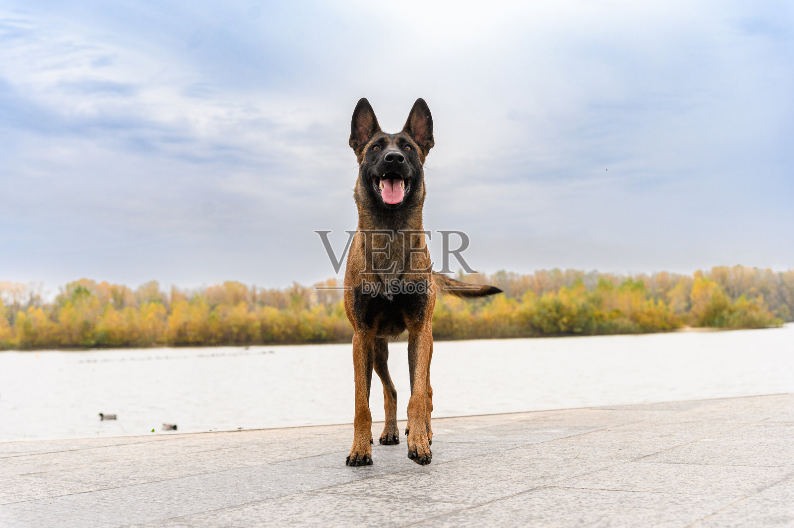 比利时马利诺犬站在湖边，背景是天空。照片摄影图片