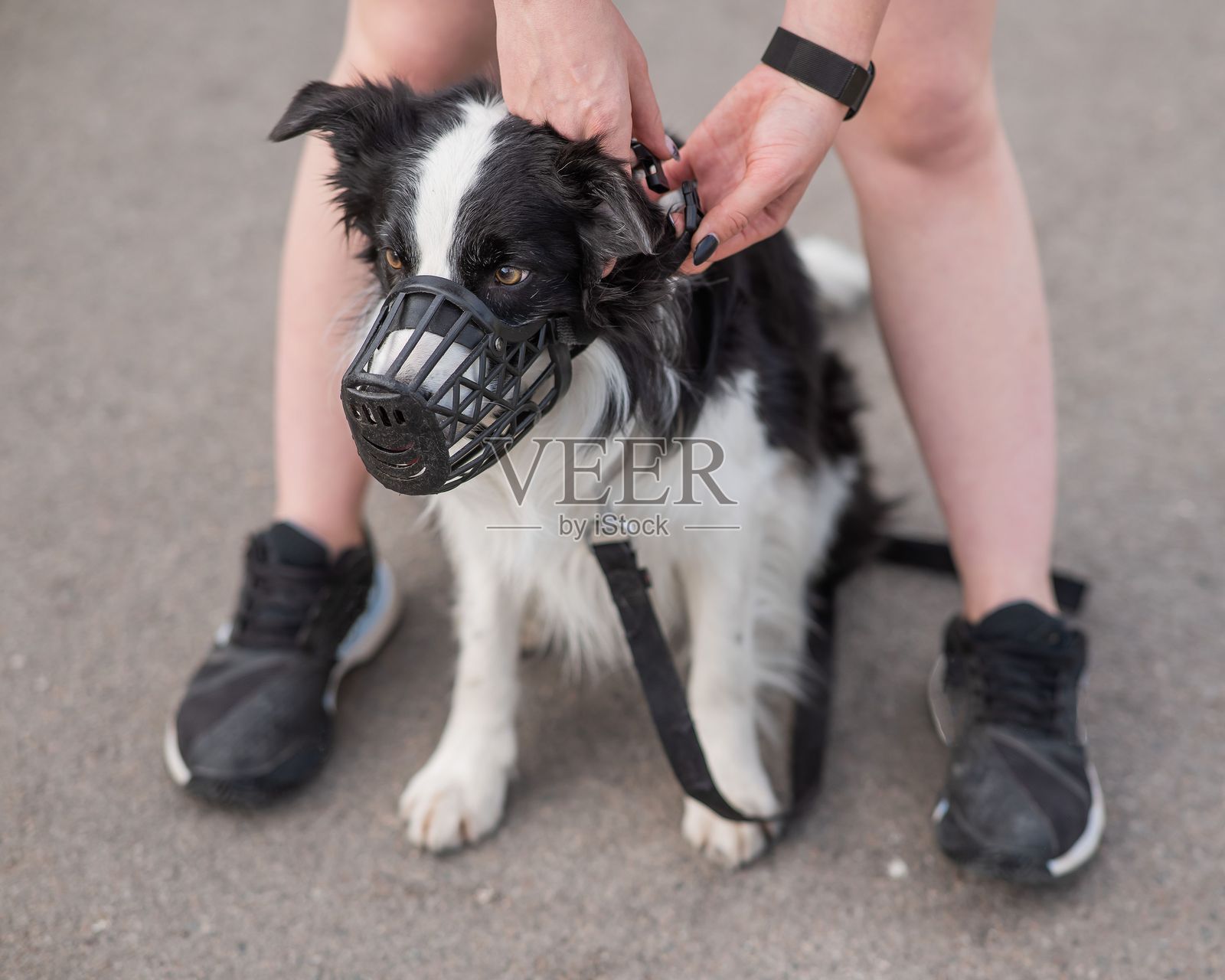 女性牵着两只狗散步。特写女性的腿，边境牧羊犬和斗牛犬戴着嘴套，系着牵引绳在户外散步。照片摄影图片