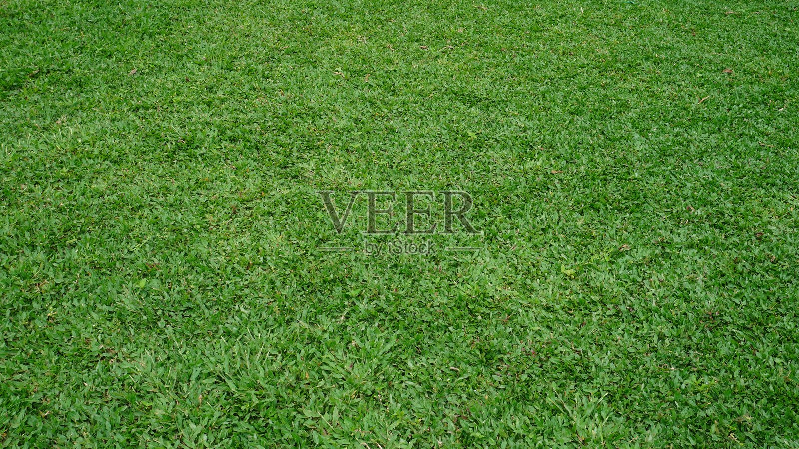 全景草坪纹理照片摄影图片