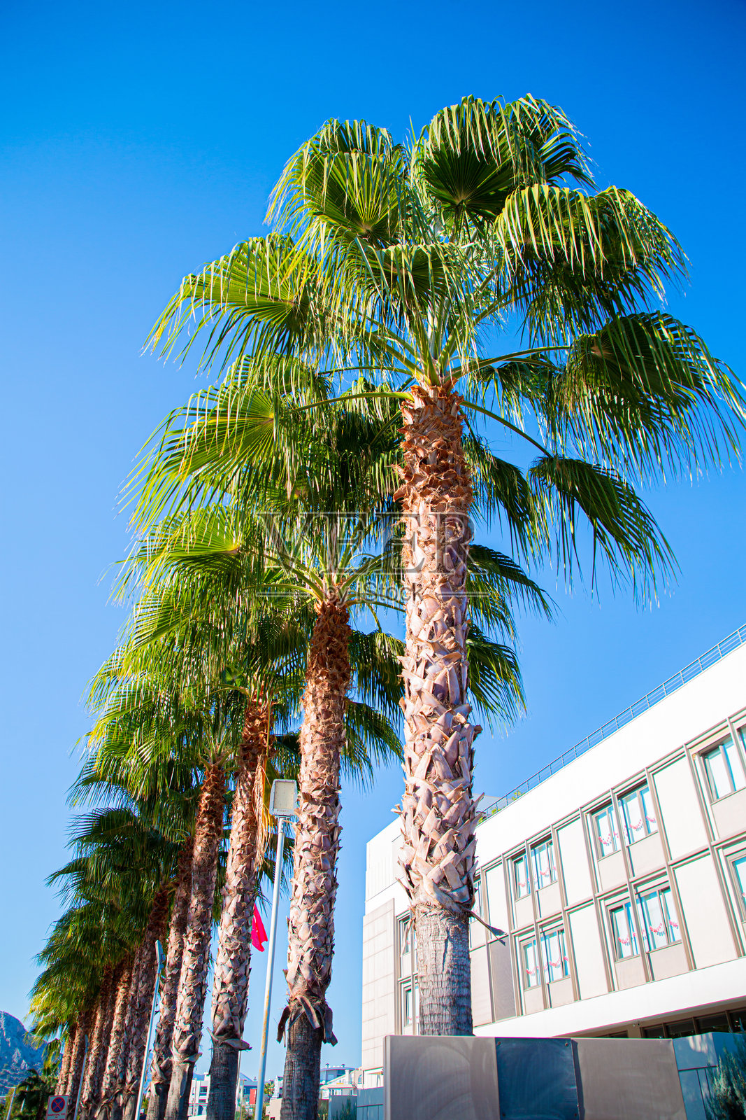 安塔利亚海岸美景中的阳光棕榈树照片摄影图片