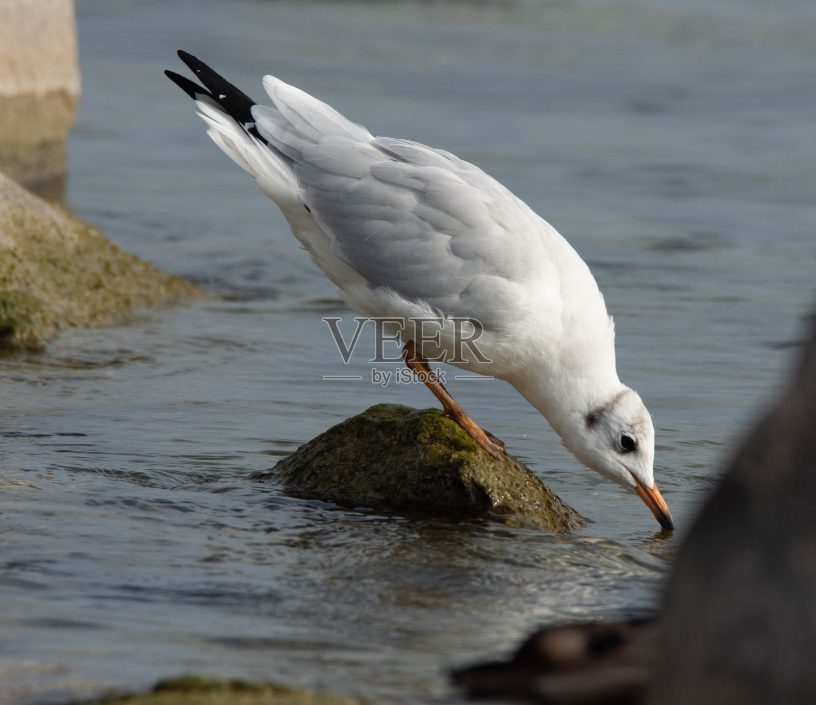 在巴拉顿湖度过一个美好的假期照片摄影图片