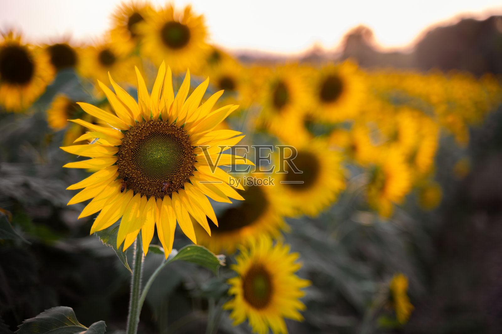 夕阳下的田野中，一朵向日葵上停着一只蜜蜂。背景模糊，留有空白空间。照片摄影图片