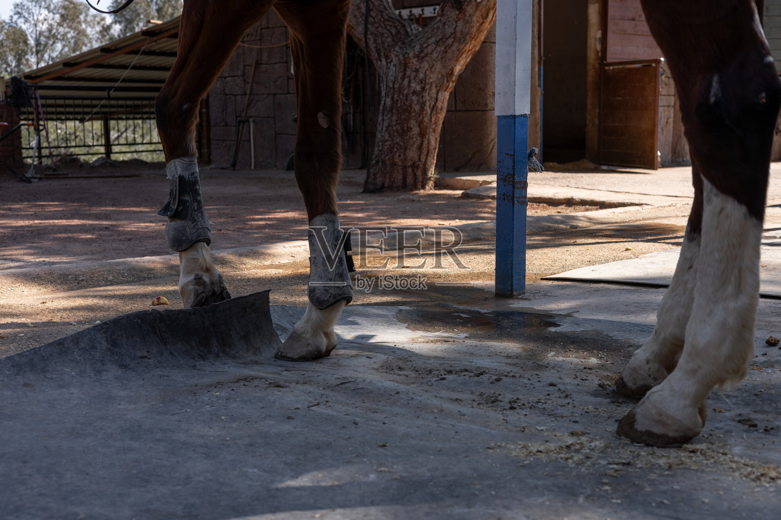 穿着保护装备的马在阳光明媚的下午站在马厩地板上照片摄影图片