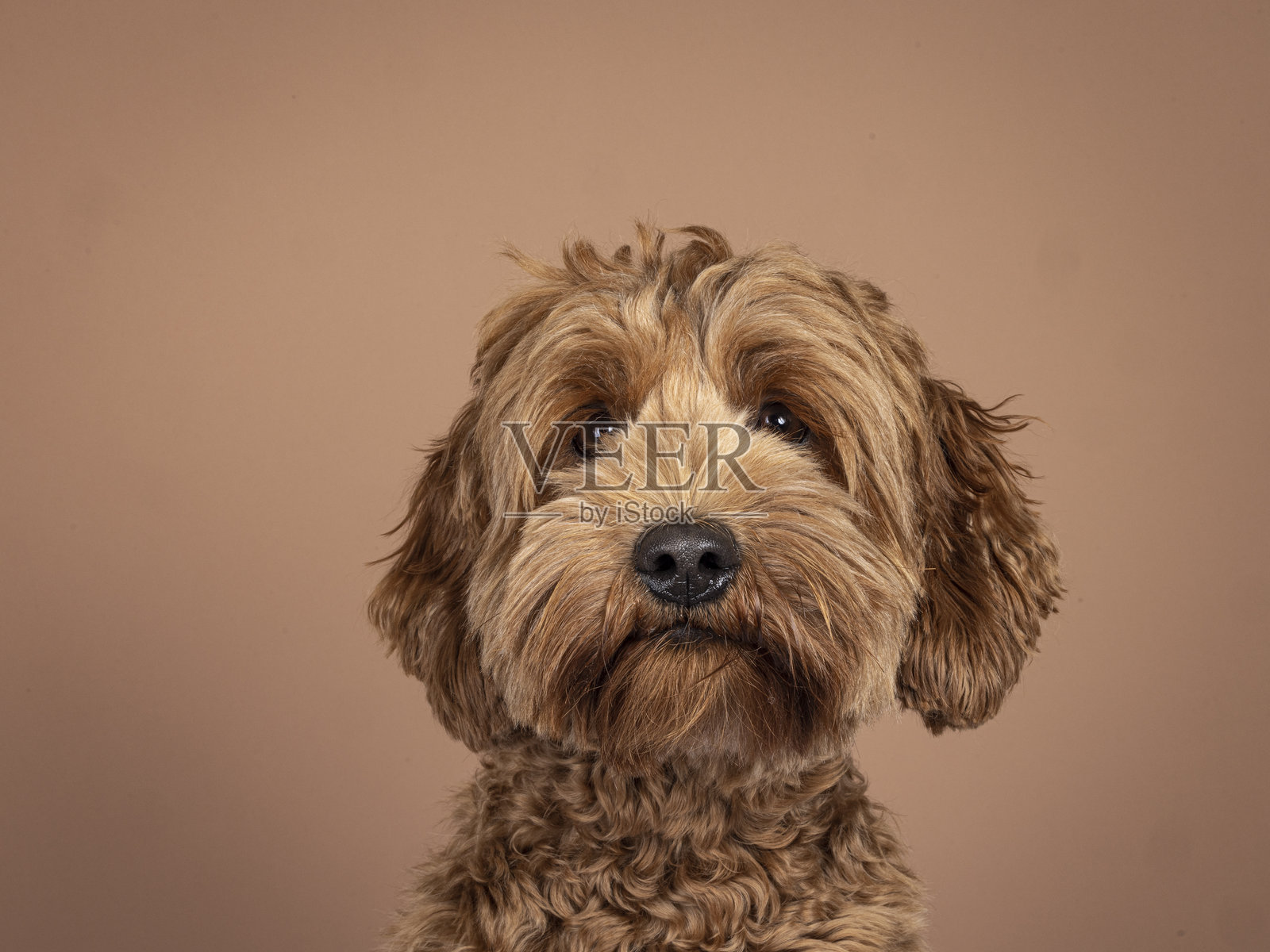 棕色背景上的可伯犬照片摄影图片