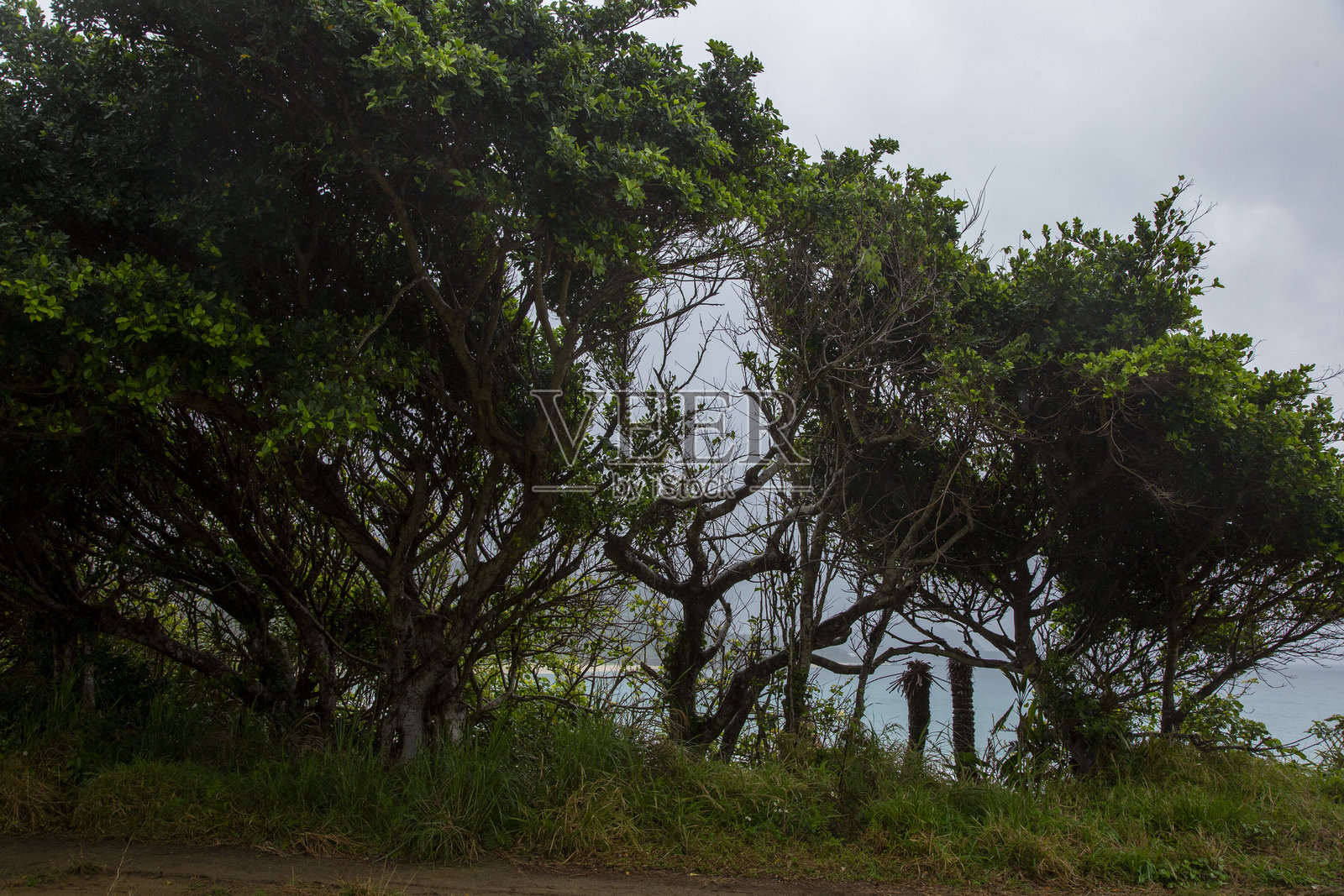 奄美大岛的自然既富有创意又引人入胜照片摄影图片