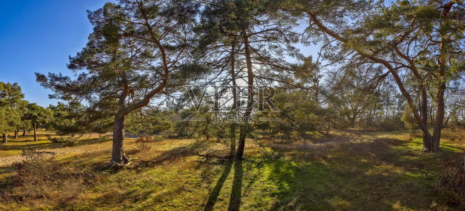 法兰克福施万海姆沙丘的全景照片，阳光明媚的天气中有松树和粗糙的草地。照片摄影图片