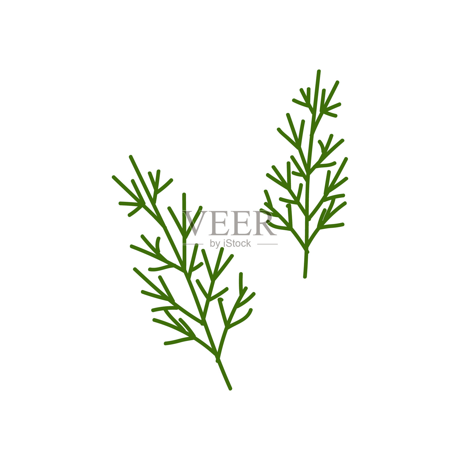 新鲜的莳萝枝以简单干净的设计展示，适用于烹饪和草药识别插画图片素材
